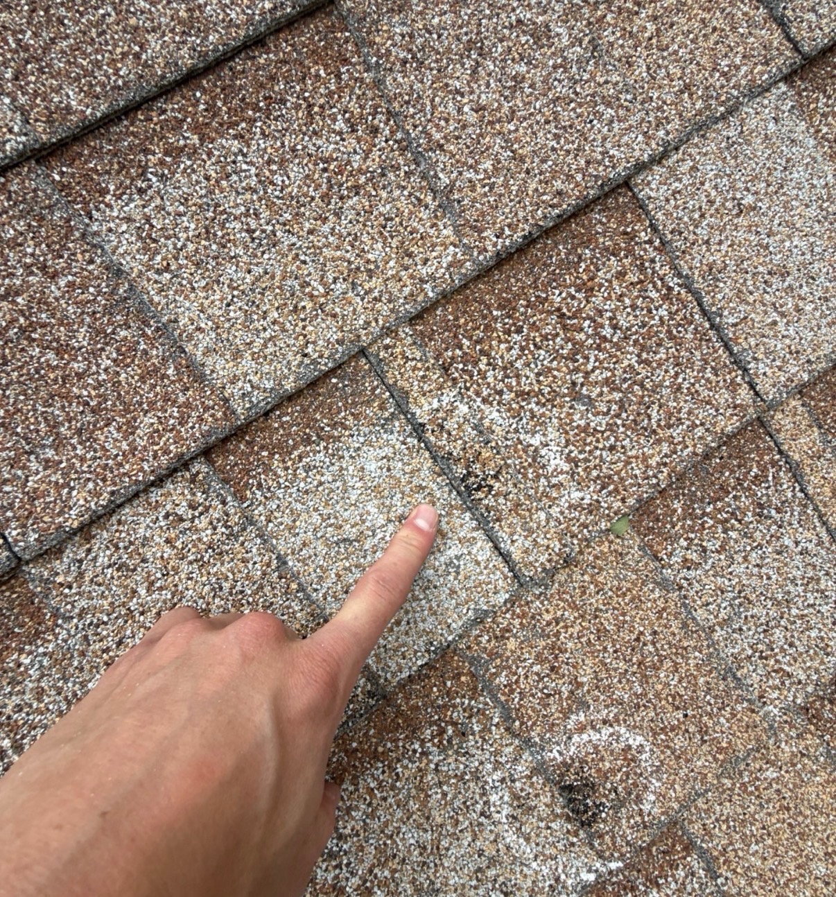 Inspector pointing at a soft hail bruise on a weathered asphalt shingle